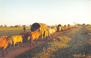 Foto: Silvana Nascimento. Romeiros de Mossâmedes de volta para casa, depois da travessia para Trindade, 1998